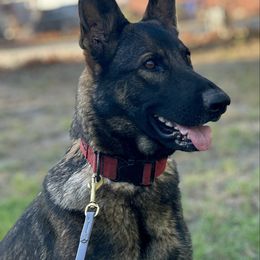 Katniss - German Shepherd