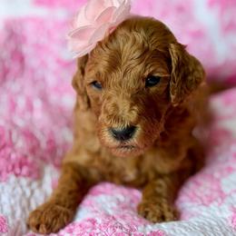 Lily - Red  female Goldendoodle puppy in Willacoochee, Georgia from Kitandkboodle's Doodles