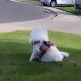 Pearl - Pomeranian