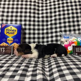 Pluto - Black brown and white male Basset Hound puppy in Hurtsboro, Alabama from PARK’s Family Farm