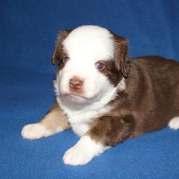Cider - Red tri-color male Miniature American Shepherd puppy in Hillsdale, Michigan from Faithwalk Aussies and Mini American Shepherds