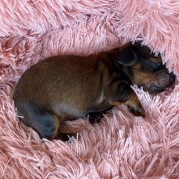 Maple - Piebald female Dachshund puppy in Trenton, Florida from Tweenie Weenie Dachshunds