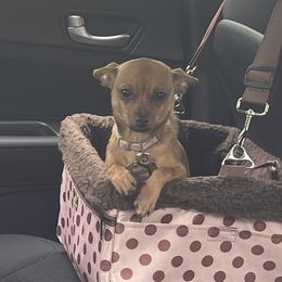 Piper - Chihuahua