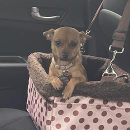 Piper - Chihuahua