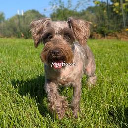 AKC Tiny Tushy Aura of Mystery - Liver female Miniature Schnauzer puppy in Greencastle, Indiana from Tiny Tushy Lodge