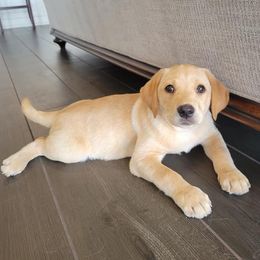 Labrador Retriever Puppies from Waterstone Labradors