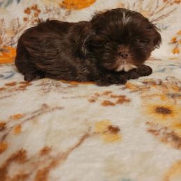 Sneezy - Liver and white male Shih Tzu puppy in Parma, Ohio from D's DeVine Shih-Tzu