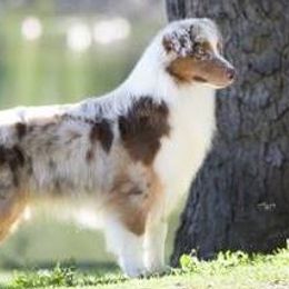 Australian Shepherds from Barcliff Aussies