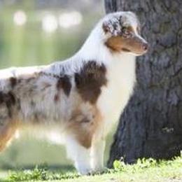 Australian Shepherds from Barcliff Aussies