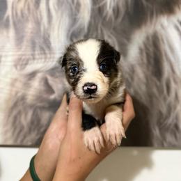 Bronco - Blue merle male Miniature Australian Shepherd puppy in Tucson, Arizona from Soqui Ortiz Cattle Ranch