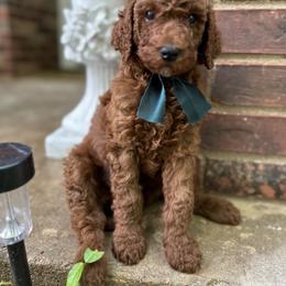 Jasper - Red  male Poodle puppy in Round Rock, Texas from Round Rock Rubies