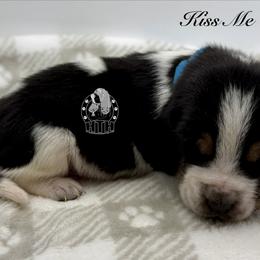 Kiss Me - Black white and brown female Basset Hound puppy in Dingess, West Virginia from Tuckers' Howling Hounds