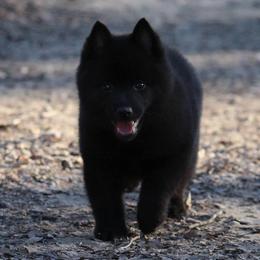 Schipperke puppies from Safari Schipperkes