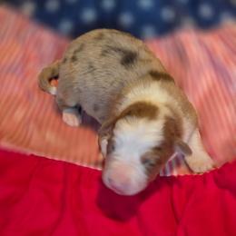Honor - Red merle female Border Collie puppy in Watsontown, Pennsylvania from Kate Gresham