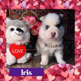 Iris - Merle female Pomsky puppy in Venus, Pennsylvania from Hemlock Pines Pomsky