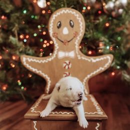 Boy 5 - White male Siberian Husky puppy in Solon Springs, Wisconsin from Snowfall Siberians