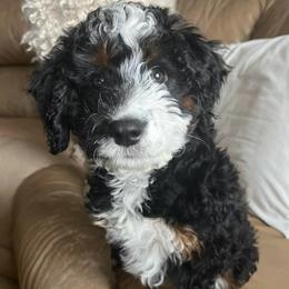 Noel - Tri-color female Bernedoodle puppy in Waco, Texas from Hope Valley Doodles