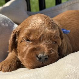 Sunny - Blue Collar Boy - Red  male Goldendoodle puppy in Pleasant Hill, Iowa from Harvest Creek