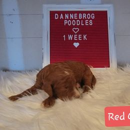 Poodle Puppies from Dannebrog Poodles