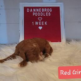 Poodle Puppies from Dannebrog Poodles