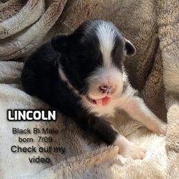 Lincoln - Black & white male Australian Shepherd puppy in Bethany, Connecticut from Wynter Thyme Manor Australian shepherds