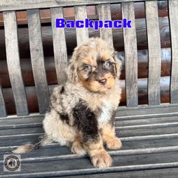Backpack - Chocolate merle male Bernedoodle puppy in Banner Elk, North Carolina from Walnut Tree Bernedoodles