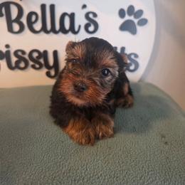 Brayden - Black and tan male Yorkshire Terrier puppy in Clermont, Florida from Bella's Prissy Butts