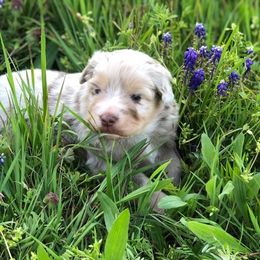 Miniature Australian Shepherd Puppies from Stonewall Aussies
