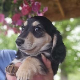 Millie - Black and cream Dachshund puppy in Ethel, Washington from Mickey's Miracle Doxies