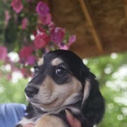 Millie - Black and cream Dachshund puppy in Ethel, Washington from Mickey's Miracle Doxies