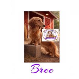 Bree - Dachshund