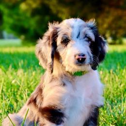 John Paul - Blue merle male Aussiedoodle puppy in Decatur, Illinois from Signature Doodles