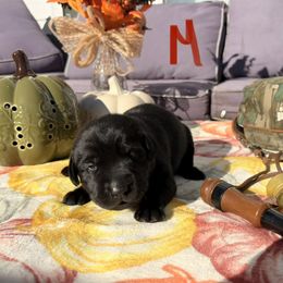 Red Boy - Black male Labrador Retriever puppy in Talking Rock, Georgia from Bethel Woods Kennels