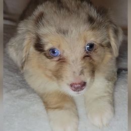 Ginny - Red merle female Miniature Australian Shepherd puppy in Sunbury, Pennsylvania from Elemental Mini Aussies