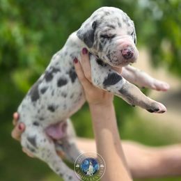 Spruce - Harlequin male Great Dane puppy in Roseau, Minnesota from UNDAD'S KENNELS