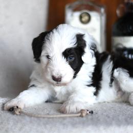 Martini - Black and white male Portuguese Water Dog puppy in Hastings, Michigan from Hilltop Portuguese Water Dogs