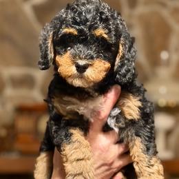 Rue - Tri-color female Bernedoodle puppy in Milton, Florida from Sutton Place Doodles