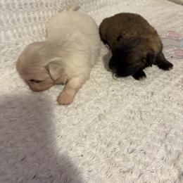 Pekingese and Poodle Puppies from Dogs lovers