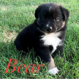Miniature Australian Shepherd Puppies from SO Aussies