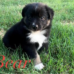 Miniature Australian Shepherd Puppies from SO Aussies