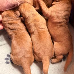 Girl 2 - Yellow female Labrador Retriever puppy in Randolph, Ohio from The Lab Clan