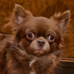 Romeo - Chihuahua