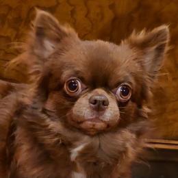 Romeo - Chihuahua