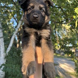 German Shepherd Puppies from Fancy GSDs