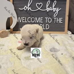 Valentine's Ready Red - White male West Highland White Terrier puppy in Colorado from Busy Bee Westies