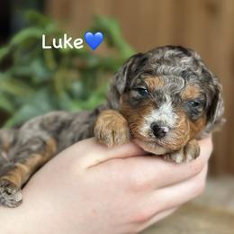 Luke - Blue merle male Aussiedoodle puppy in Lancaster, Minnesota from Finney Ranch