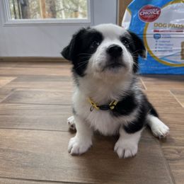 Yellow - Black and white male Cardigan Welsh Corgi puppy in Divide, Colorado from Aspen Peak Corgis