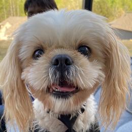 Toby - Shih Tzu