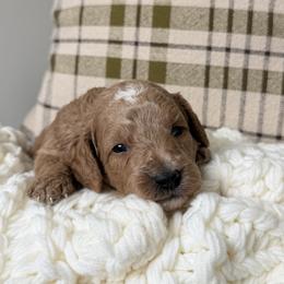 Mater - Parti male Goldendoodle puppy in Waco, Texas from Waco  Goldendoodles