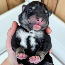 Black Boy - Black and tan male Lapponian Herder puppy in Prattsburgh, New York from Maalattu Koirankoppi Lapponian Herders